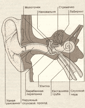 Молоточек наковальня стремечко функции. Наружное ухо анатомия латынь. Наружный слуховой проход латынь. Ухо анатомия на латинском. Наружный слуховой проход анатомия латынь.