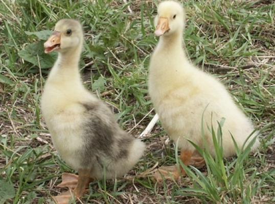 Фото для Из-за грозы семья осталась без средств к существованию