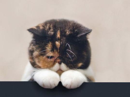 Фото для Не жили богато нечего и начинать