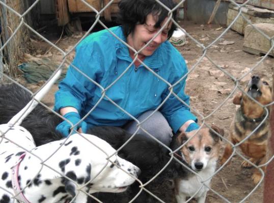 Фото для Лучшая жизнь для бездомных животных