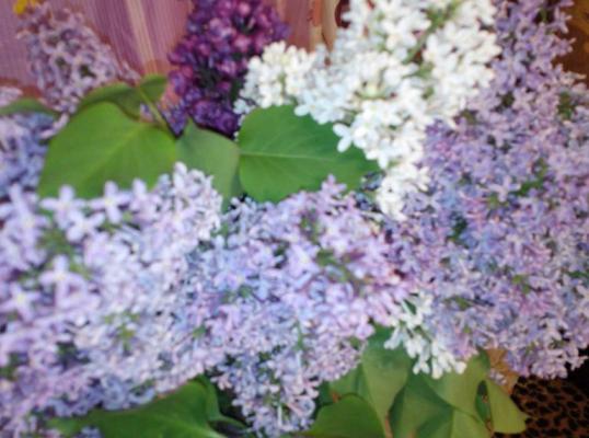 Фото для Кредиты были взяты на оздоровление детей