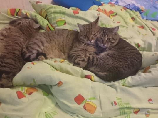 Фото для Нет денег на корм для домашних животных