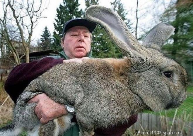 Фото для Абрамов Алексей Николаевич