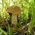 Кемпинг «Исток» – грибы